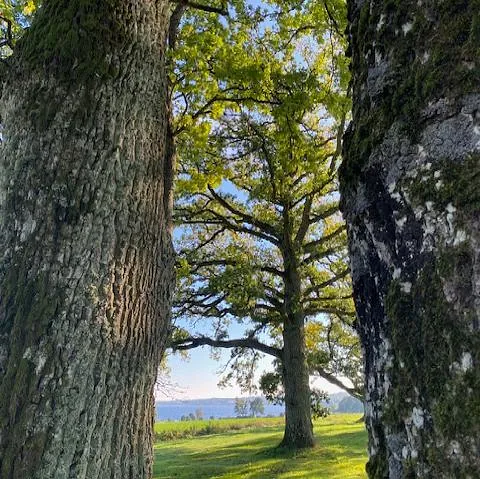 Eiketrær